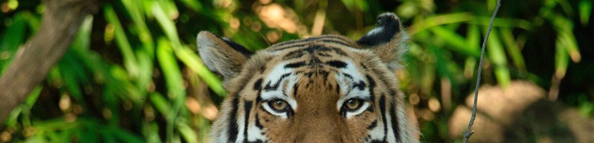 Tiger Page