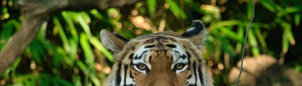 Tiger Page
